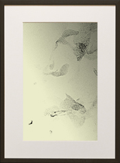 Chapman Starling Drawing Still